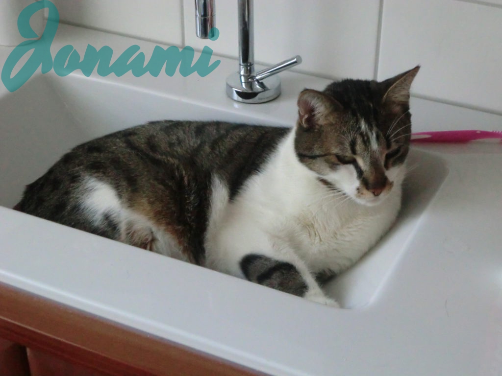 Tom und die Tierklinik Jonami