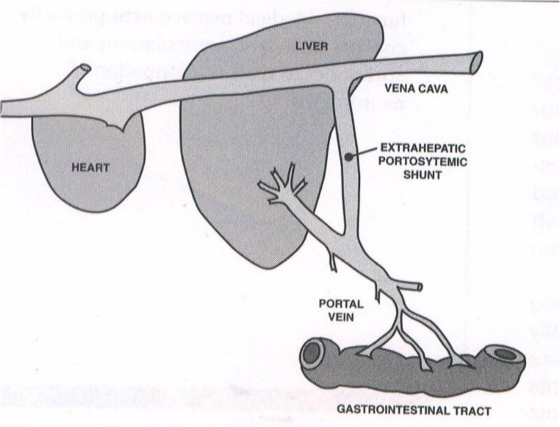 JonAn's Yorkshire Terrier's