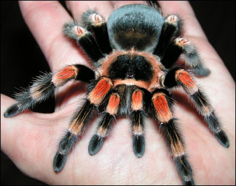 Mexican Red Knee Tarantula Jonathan's Jungle Roadshow