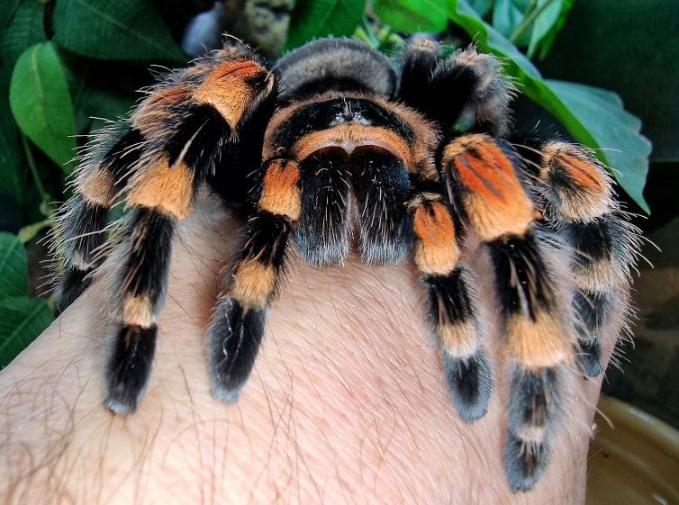 Mexican Red Knee Tarantula Jonathan's Jungle Roadshow