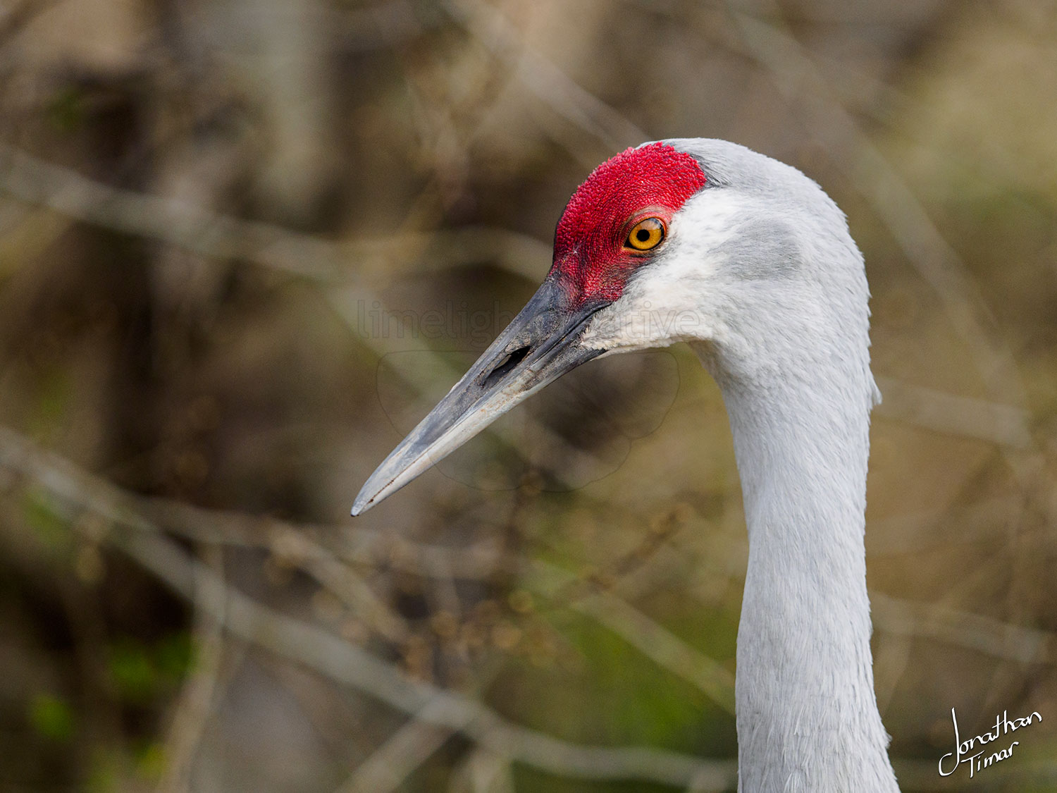 Sandhill Crane at the Reifel Bird Sanctuary Jonathan Timar