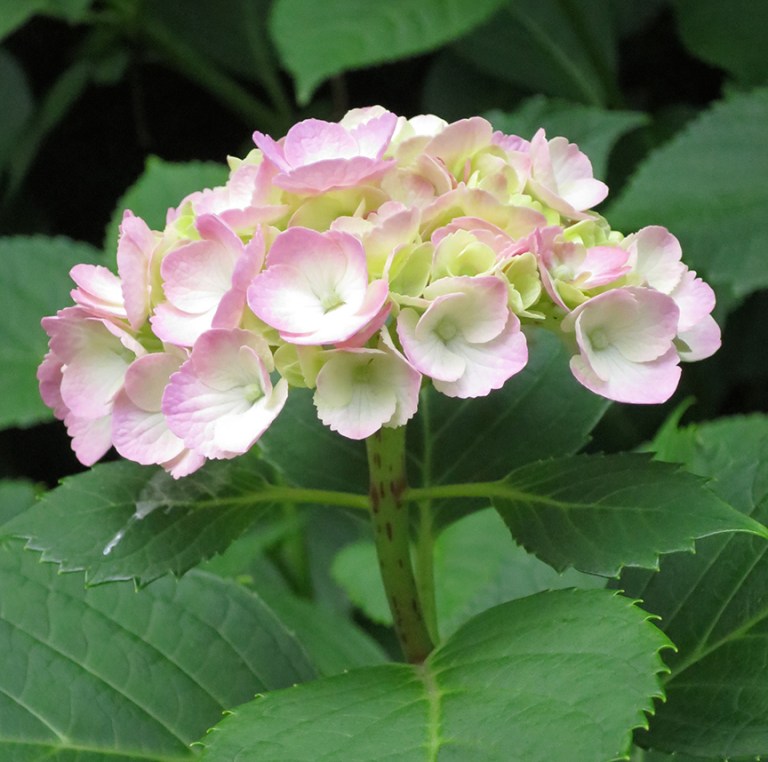 Hydrangeas Gateway To A Life Of Crime Jonelle Patrick's