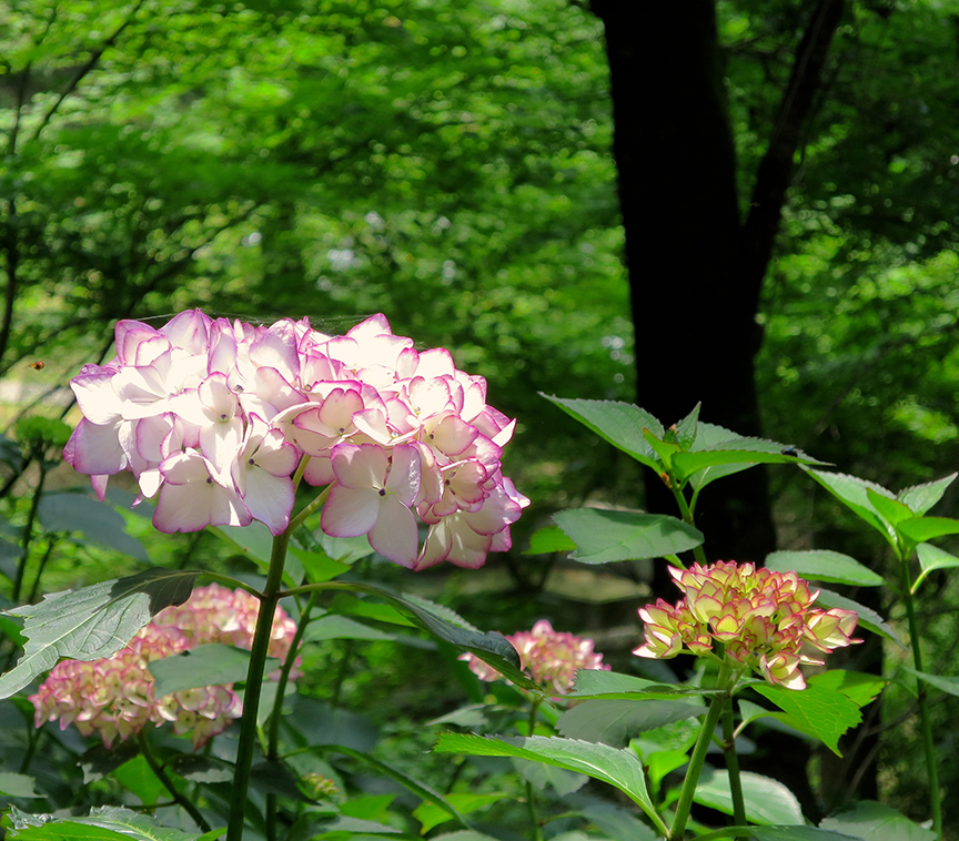 Hydrangeas Gateway To A Life Of Crime Jonelle Patrick's