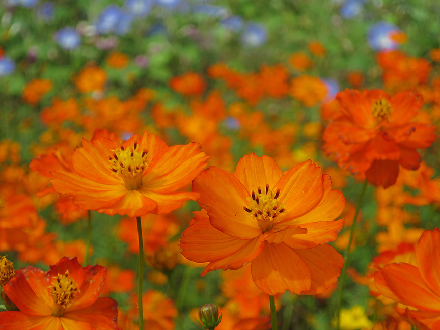 Where To See Huge Fields Of Cosmos In Tokyo Only In Japan