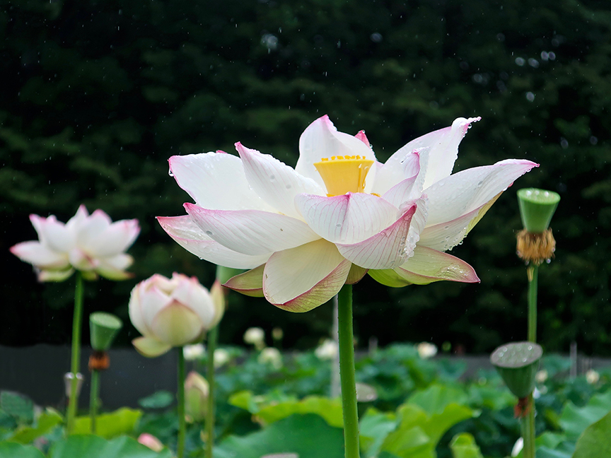 Where To See The Most Divine Lotus Blossoms In Tokyo Only In Japan