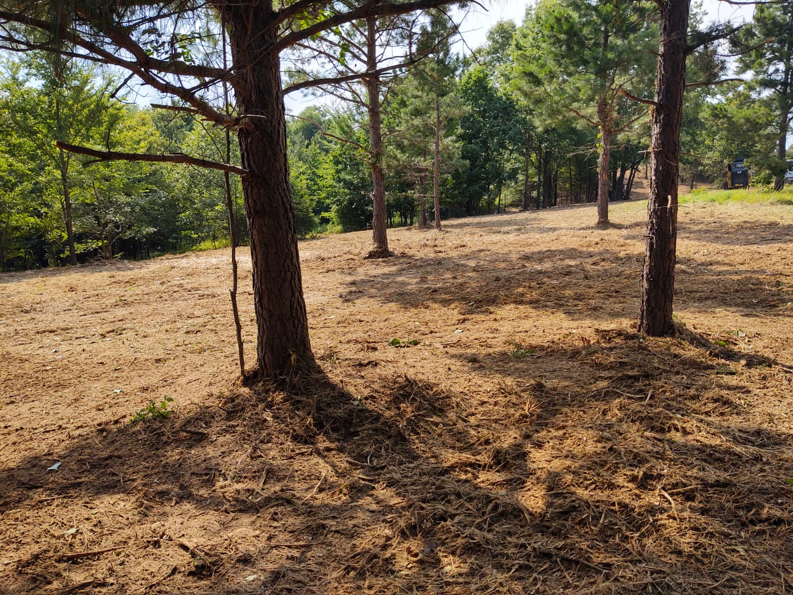 Forestry mulching, land clearing company near Jonesboro, AR