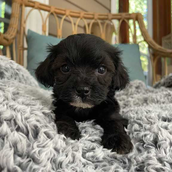 Cavapoo Puppies in Colorado Cavapoo Breeders CO
