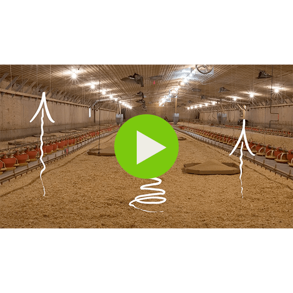 PLT Common Question Why is it ideal to apply PLT as close to bird