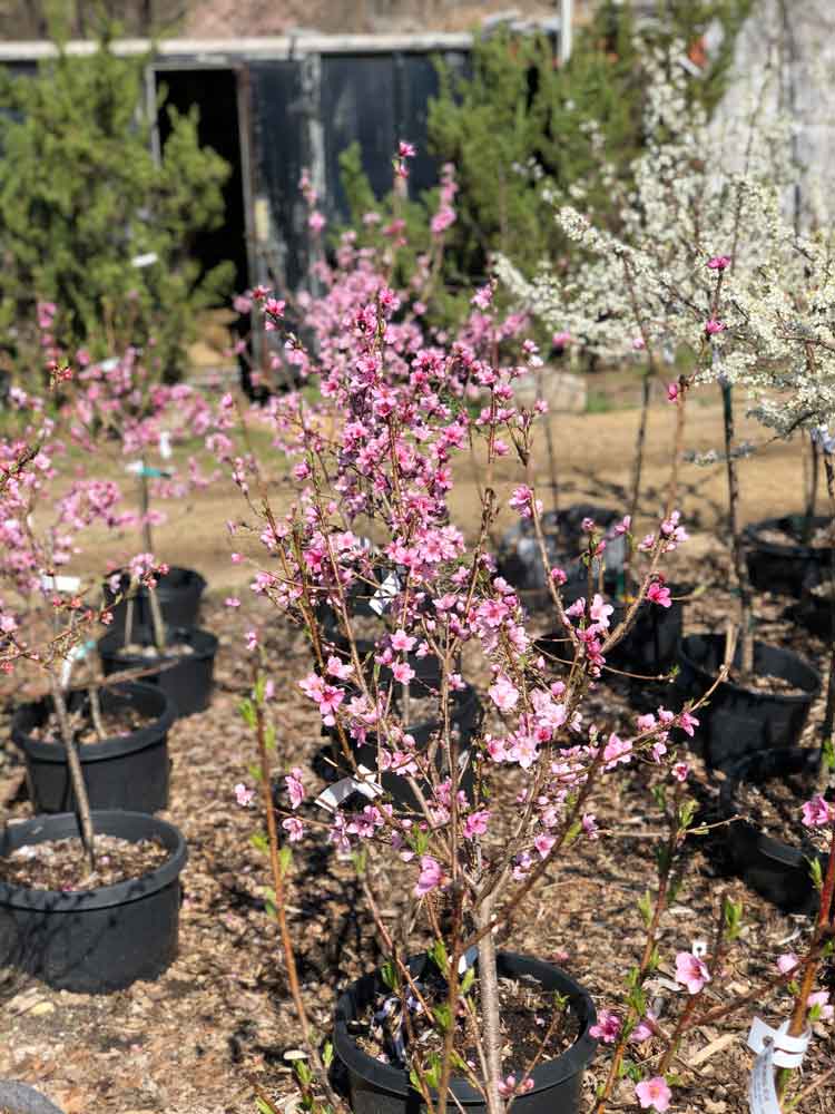 Fruit Bearing Trees in Williamstown, NJ Apple & Pear Trees