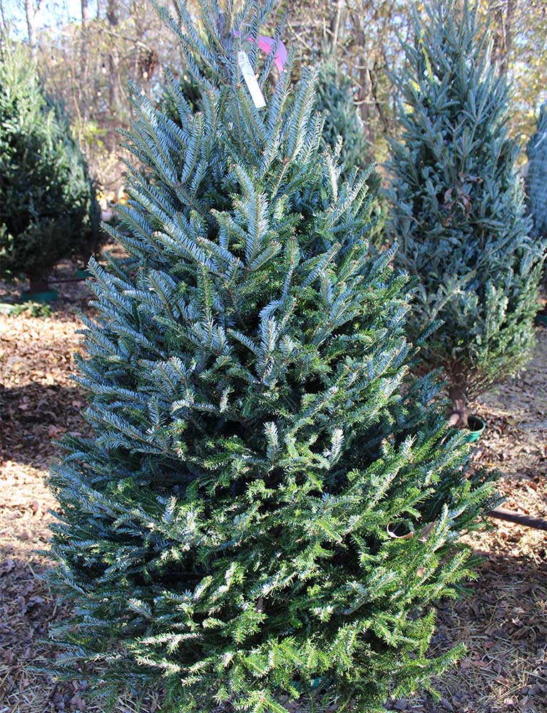 Jones Orchard Christmas Tree Lot in Millington, Tennessee