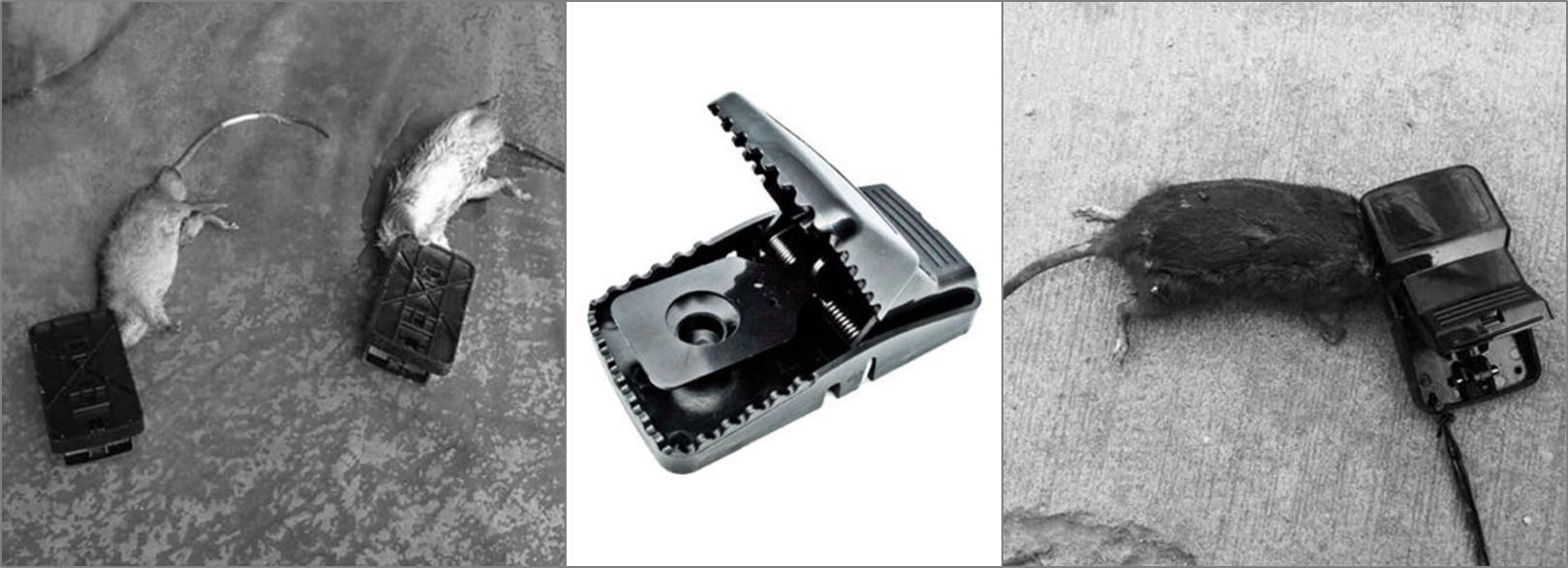 Perangkap Tikus Paling Ampuh Joni Cat Perangkap Tikus Terbaik di