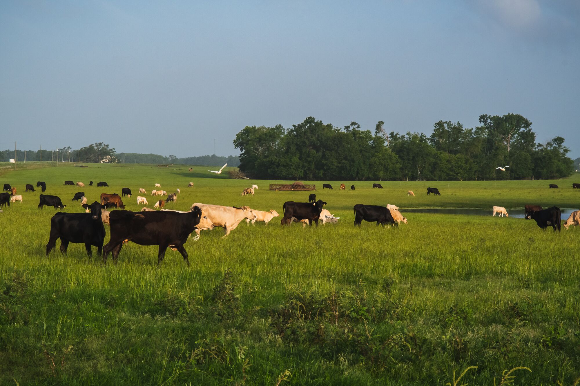 Southern Cattle Lands Sealed Bid Auction Tract O Waddell Mill Pond
