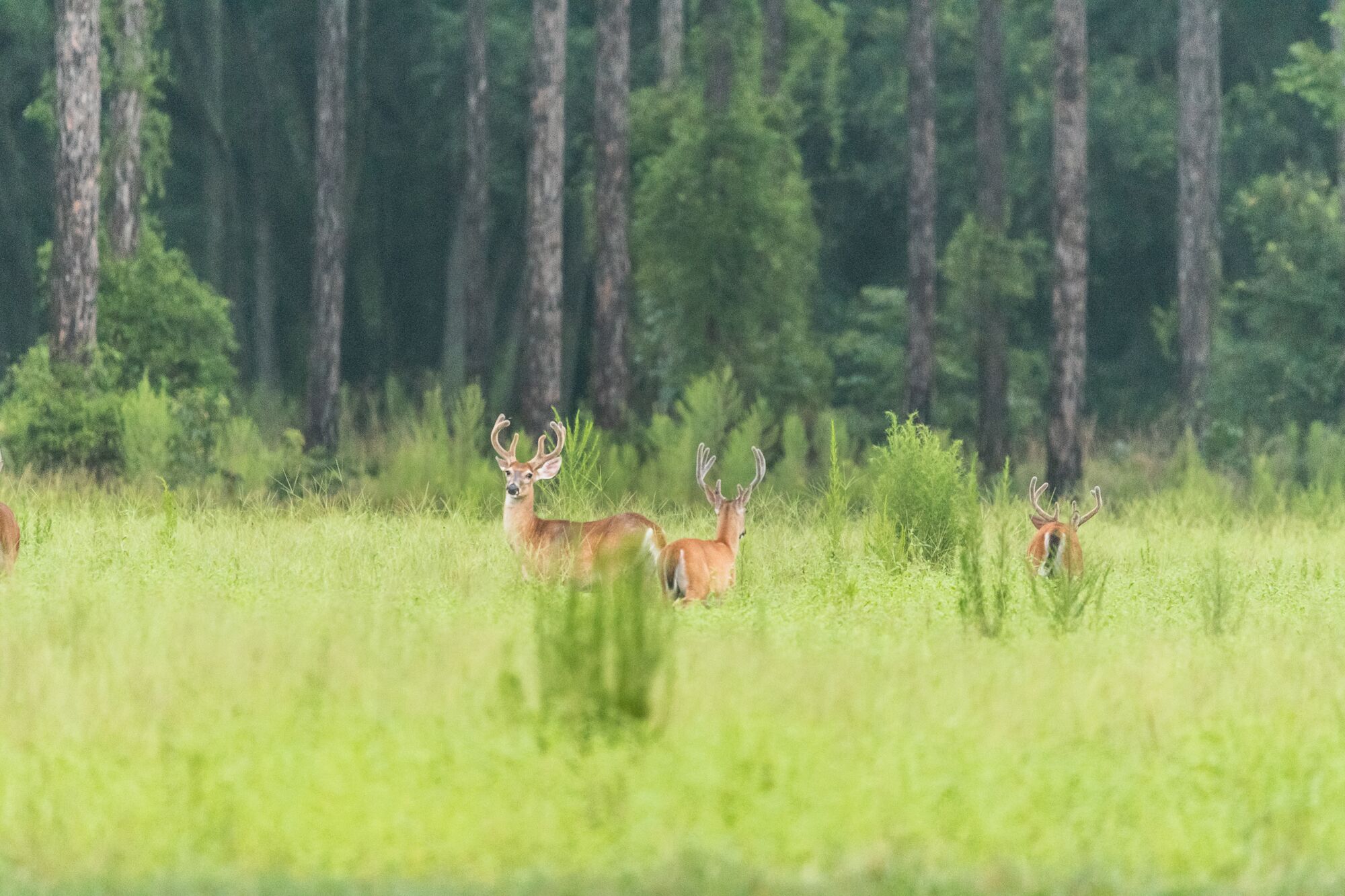 Deep Creek Plantation Galleries Jon Kohler & Associates