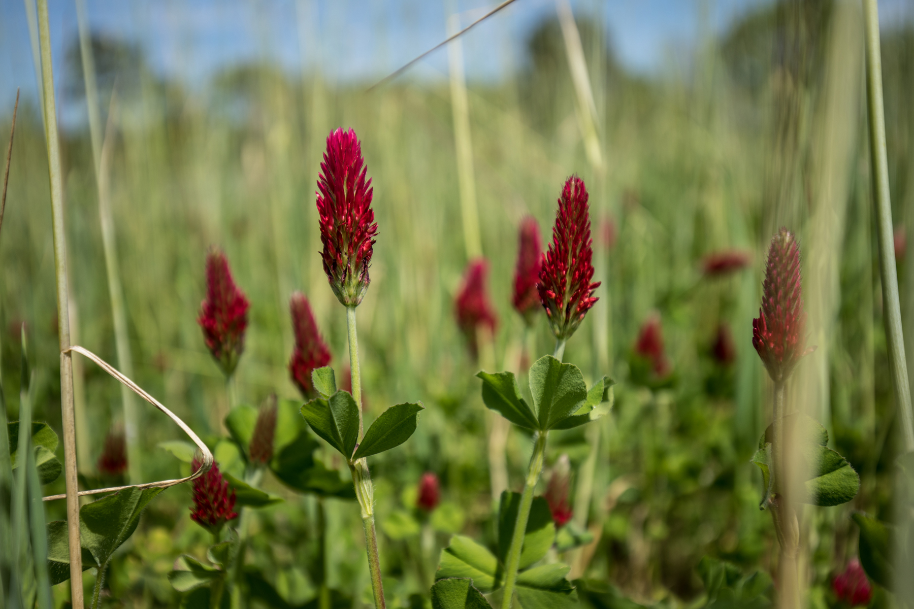 Fox Creek Plantation Galleries Jon Kohler & Associates
