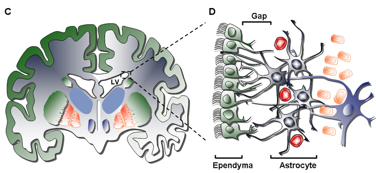 The Very Intelligent Choroid Plexus Epithelial Cell