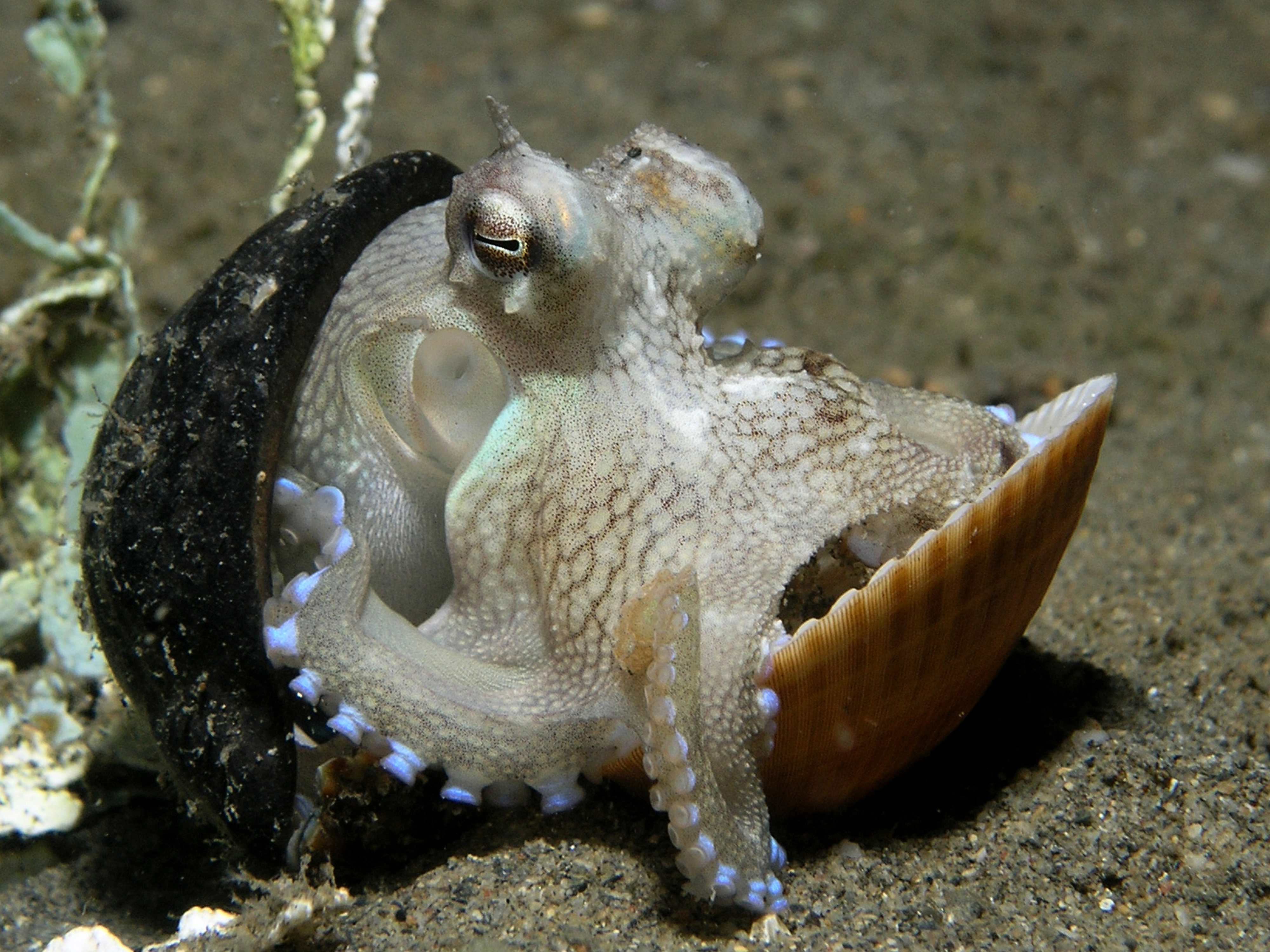 The Uniquely Talented and Intelligent Octopus