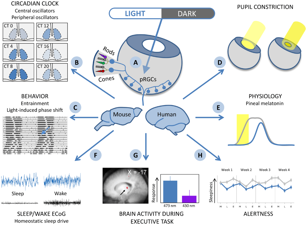 Cellular Clocks and Metabolism