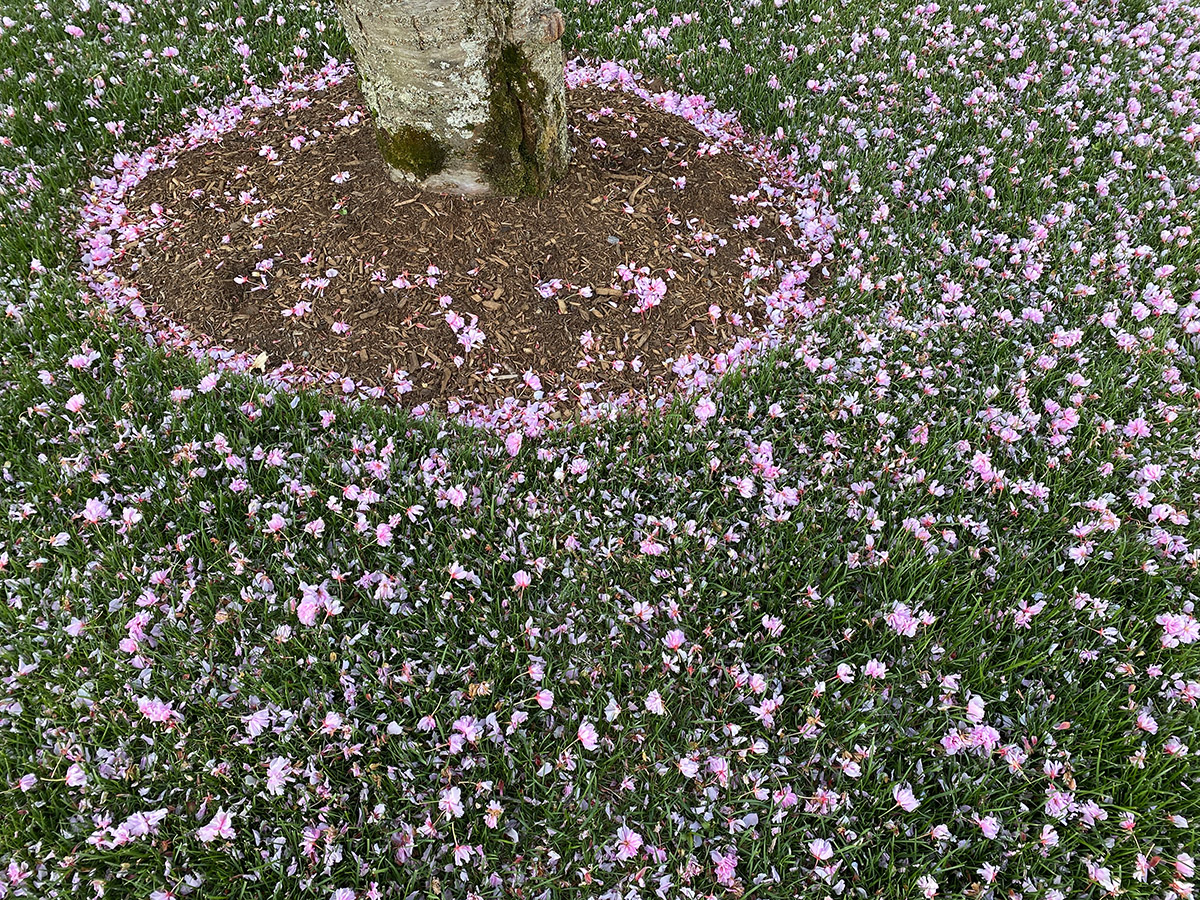 Ring of Petals Jon's Journal