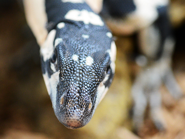 0.1 Cb19 Bells X Bells Phase Lace Monitor - Price List Updates 9.11.20 - Jons Jungle