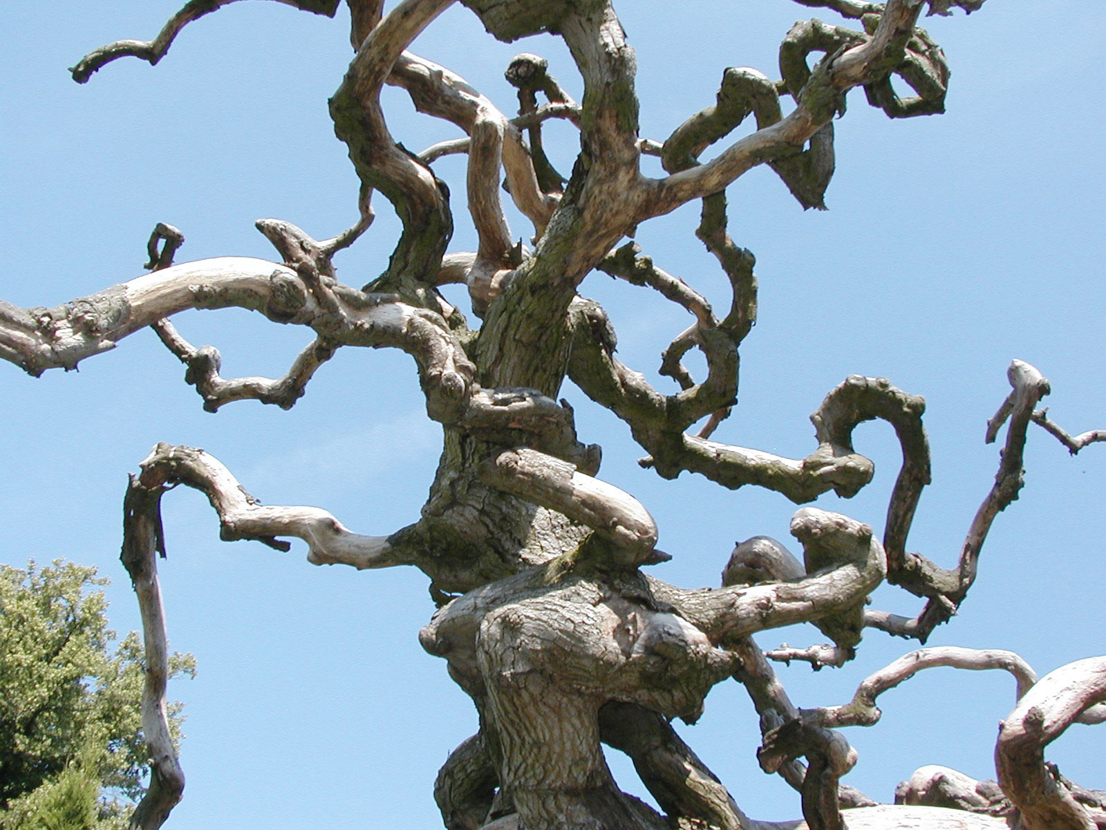 Free photo Abstract tree branches Abstract, Bare, Branch Free