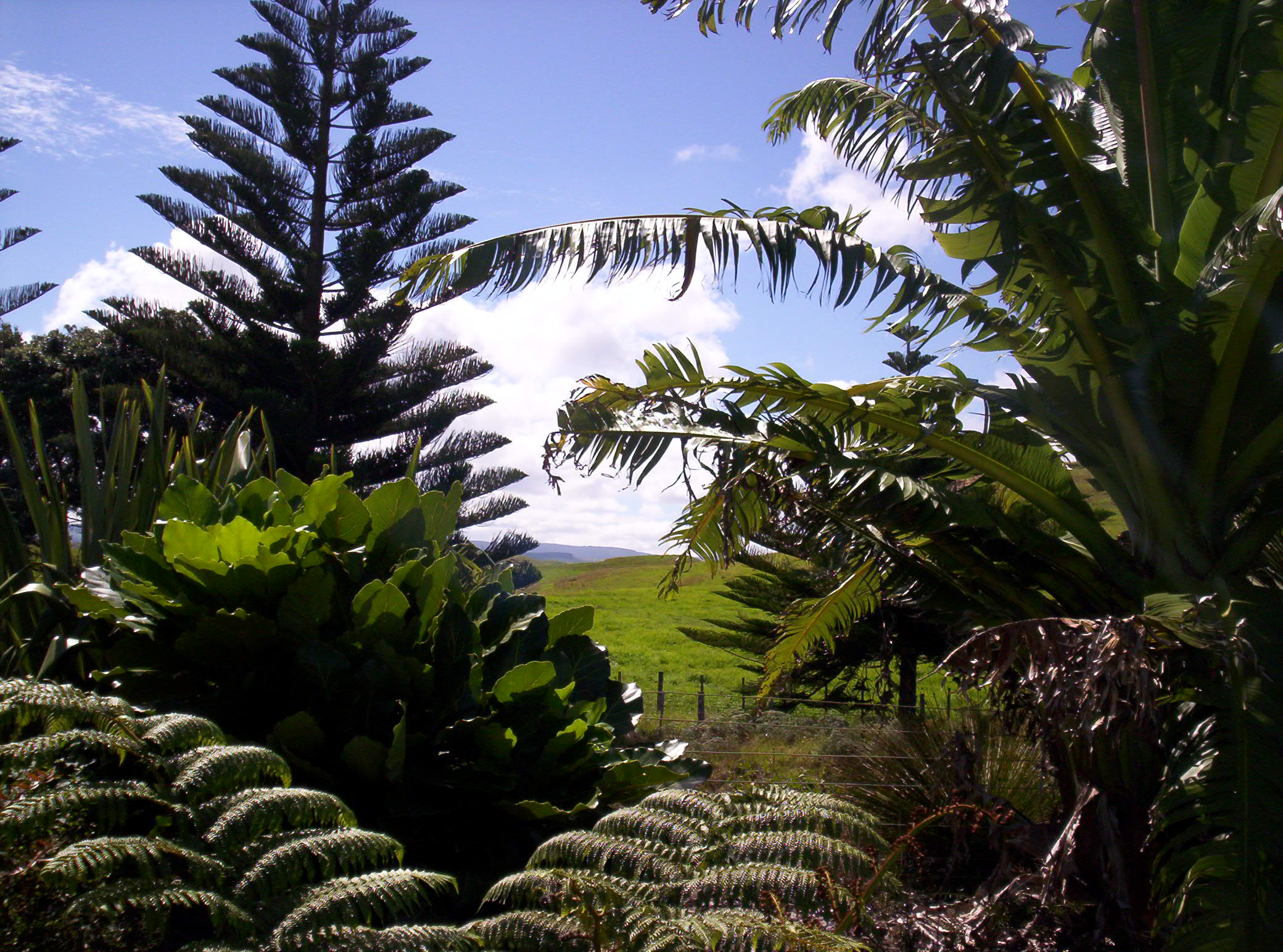 Free photo Backyard Jungle Backyard, Ferns, Garden Free Download