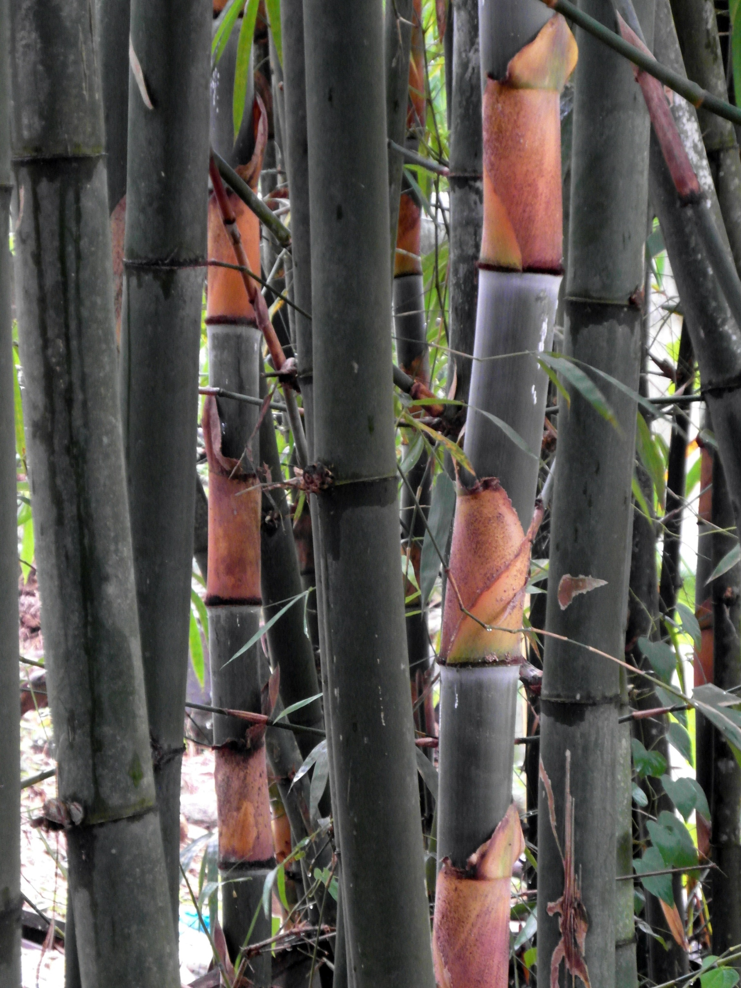 Free photo Bamboo Stems Abstract, Japanese, Yellow Free Download