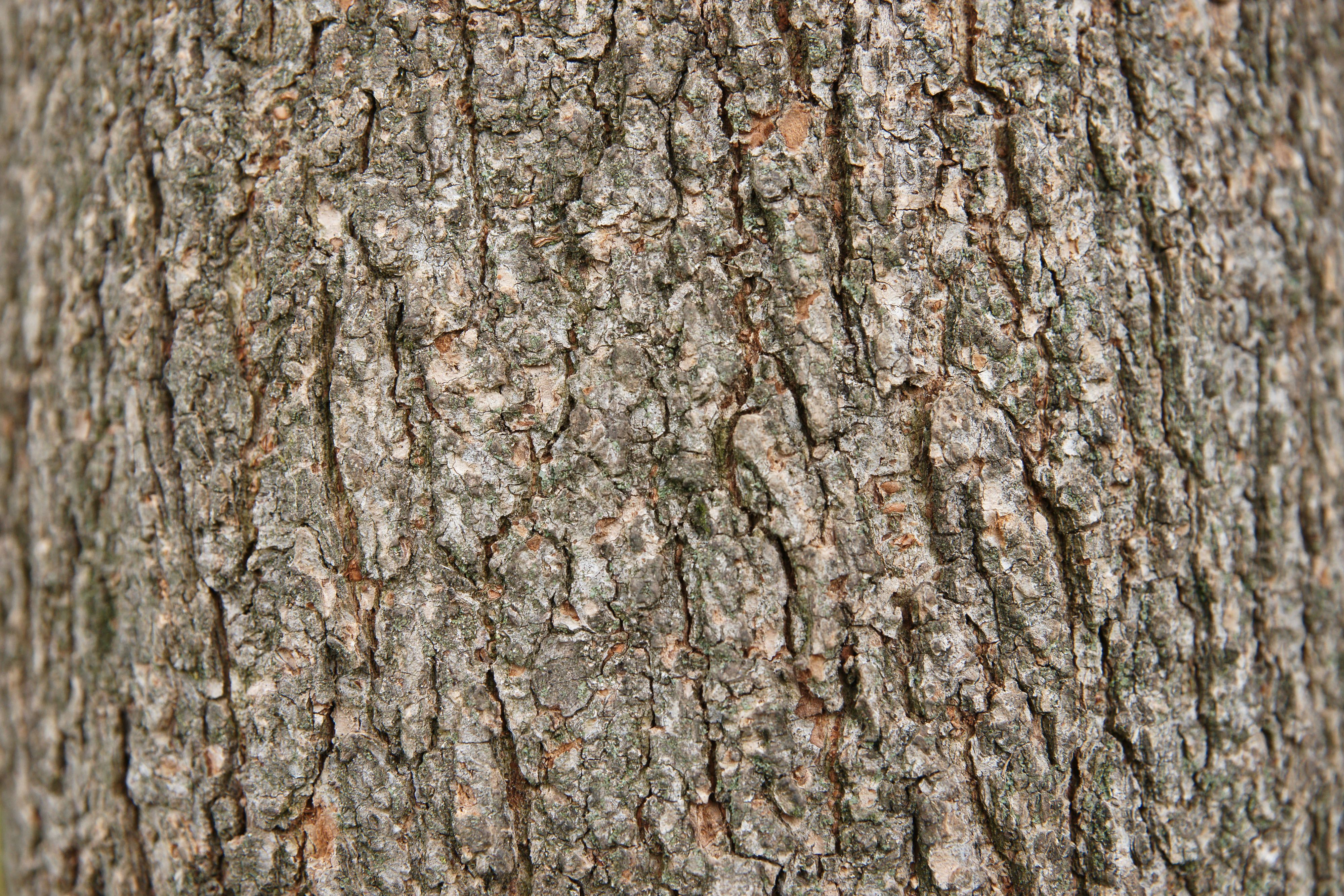 Free photo Bark texture Bark, Cracked, Texture Free Download Jooinn