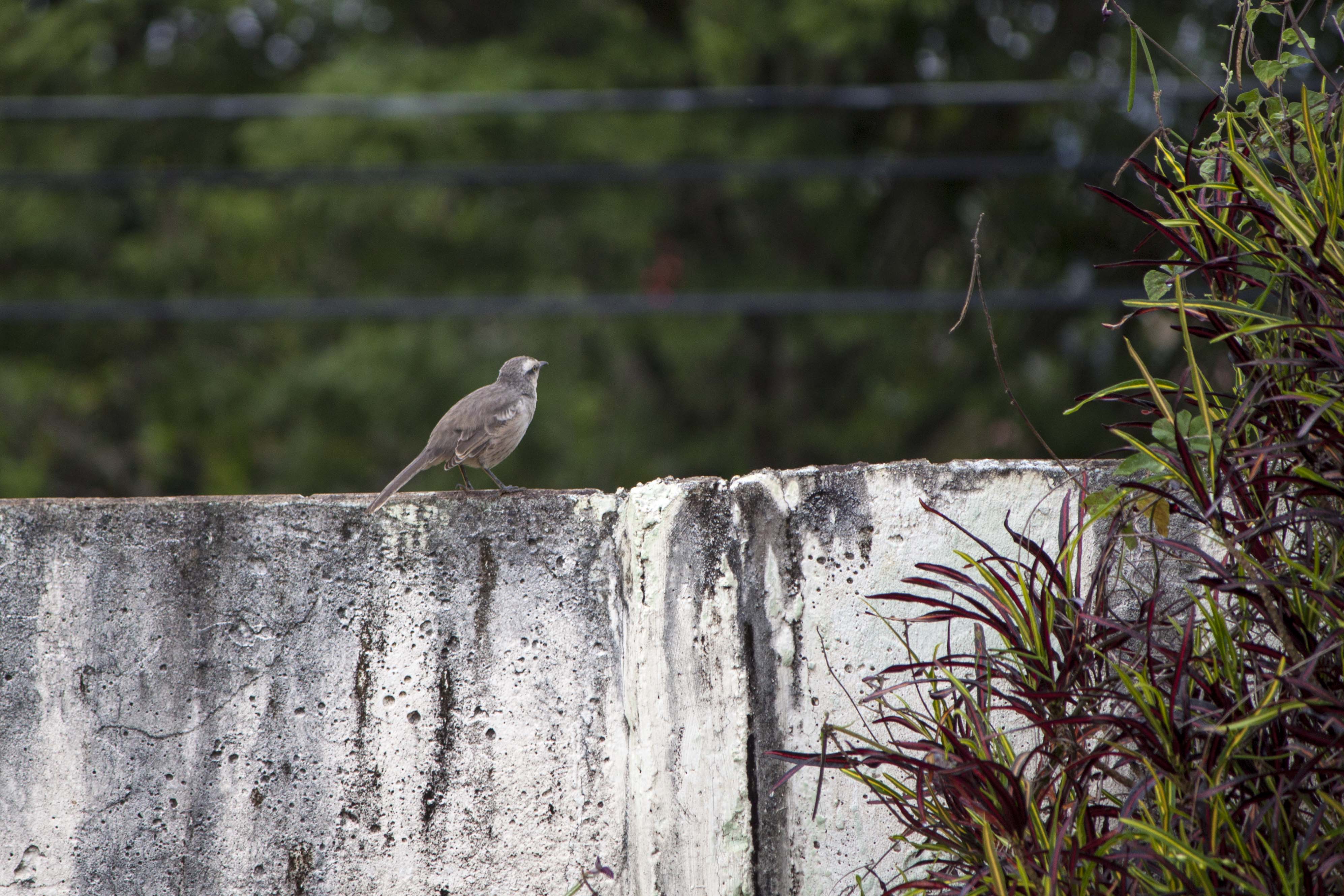 Free photo Bird on wall Animal, Lookingup, Wildlife Free Download