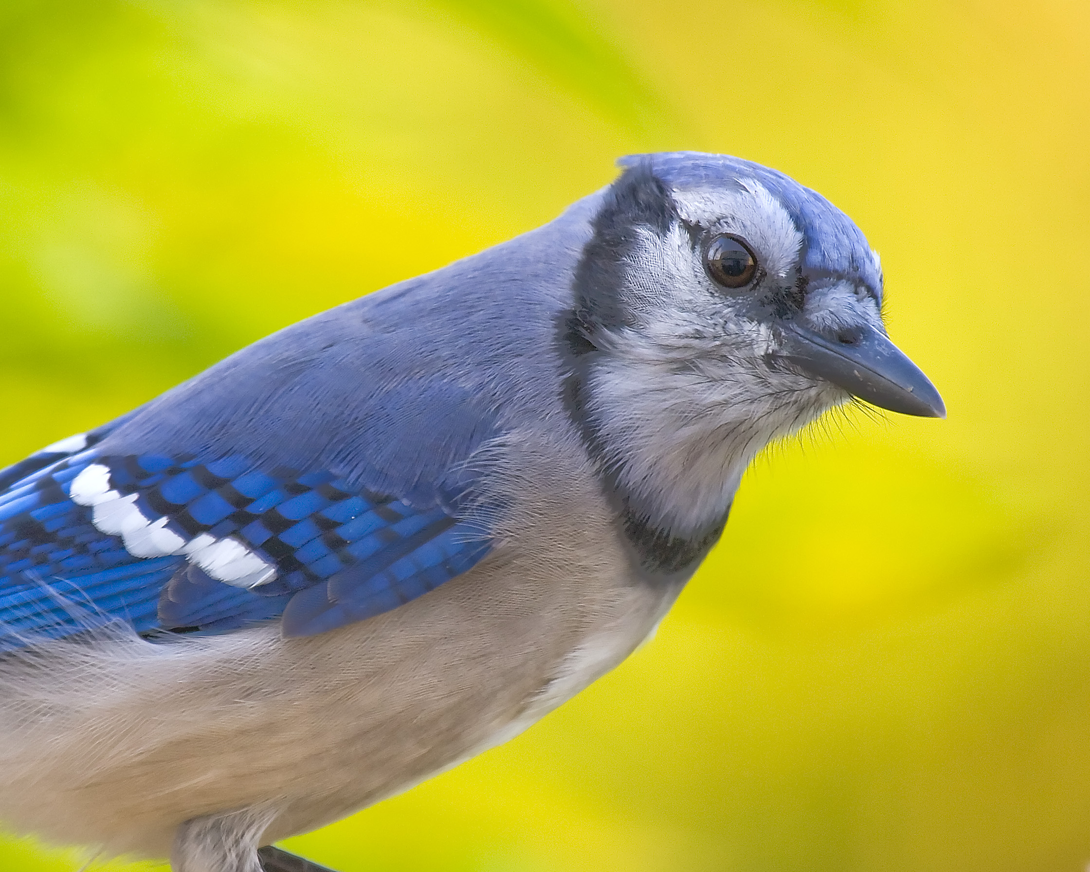 Free photo Blue Jay Animal, Bird, Blue Free Download Jooinn