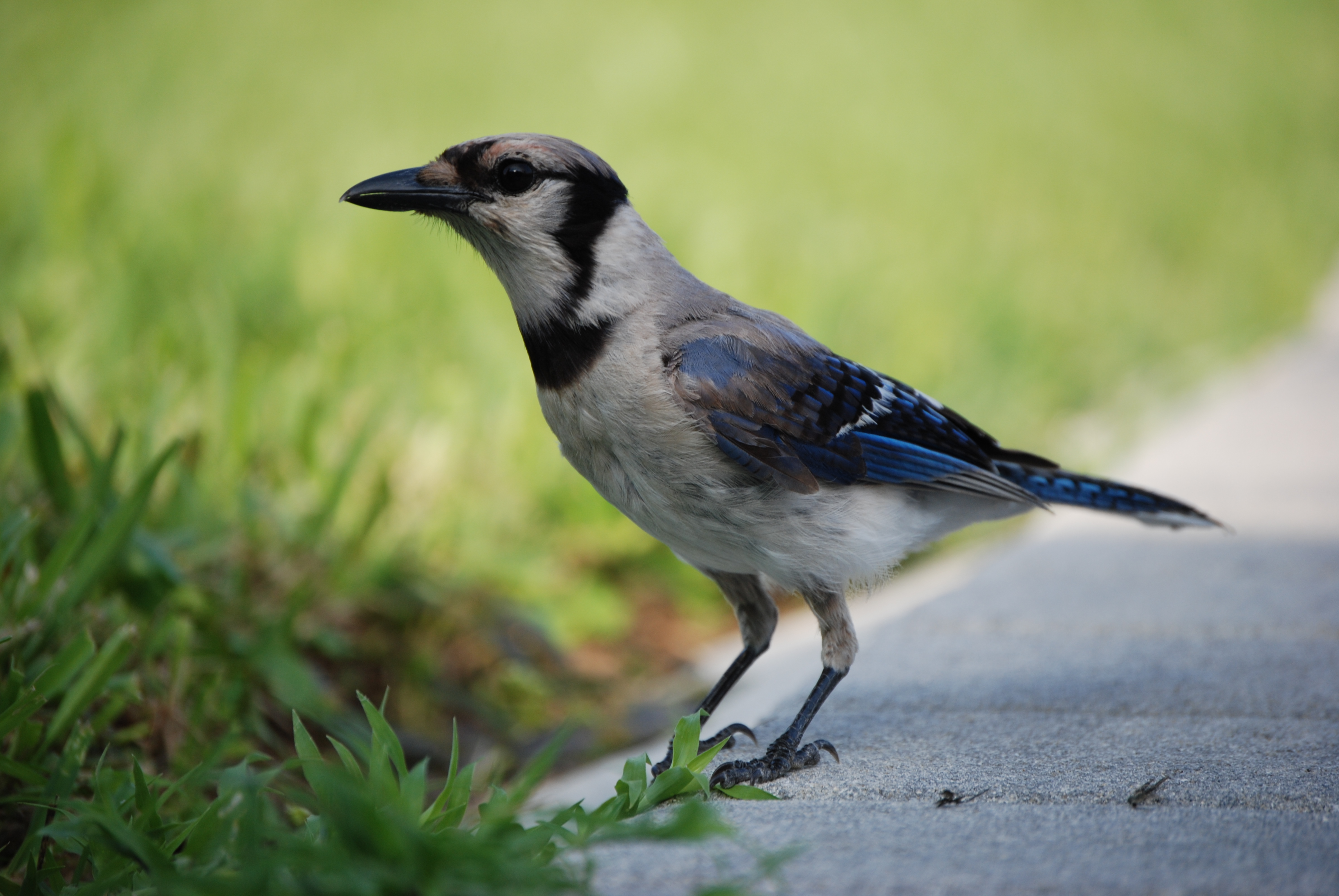 Free photo Blue Jay Animal, Bird, Blue Free Download Jooinn