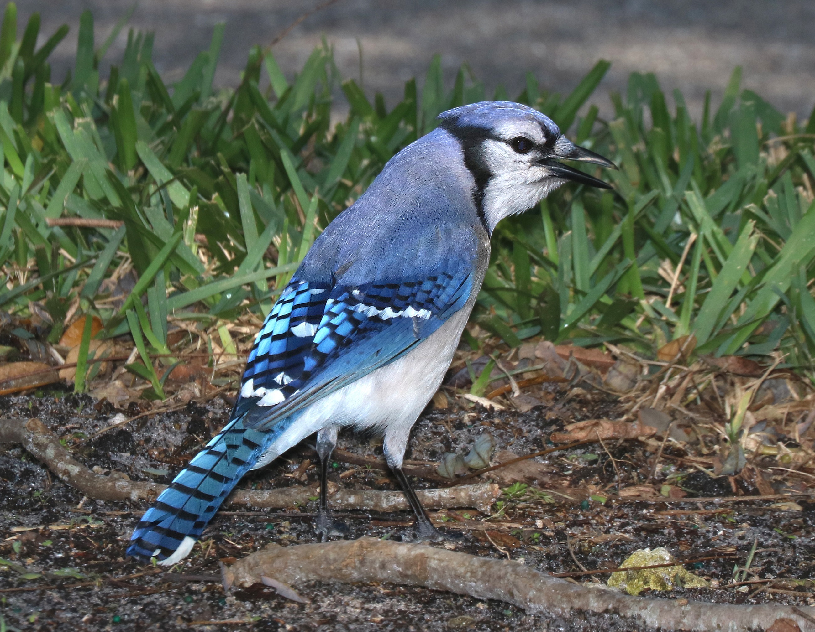Free photo Blue Jay Animal, Bird, Blue Free Download Jooinn