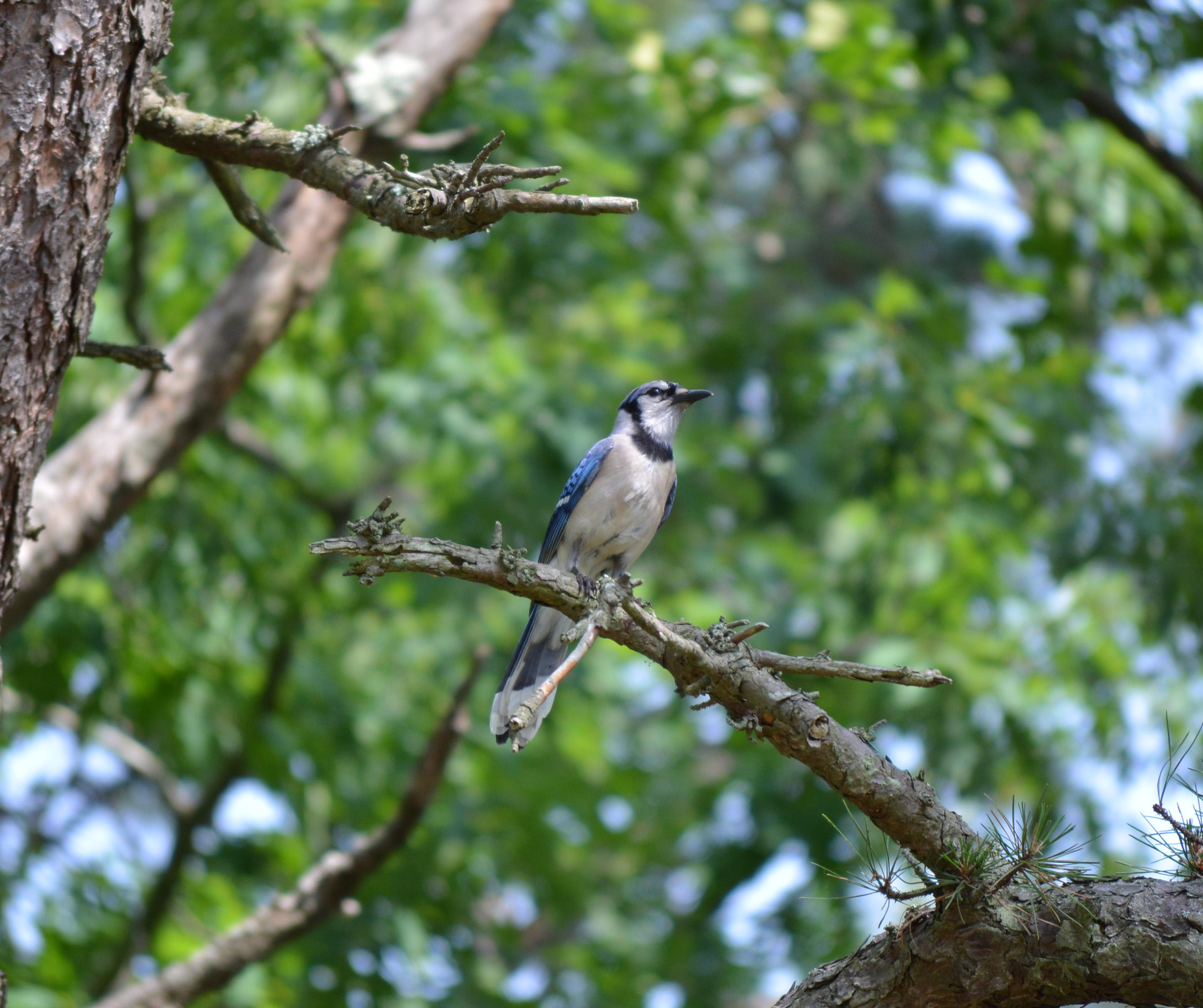 Free photo Blue Jay Bird Bird, Blue, Branch Free Download Jooinn