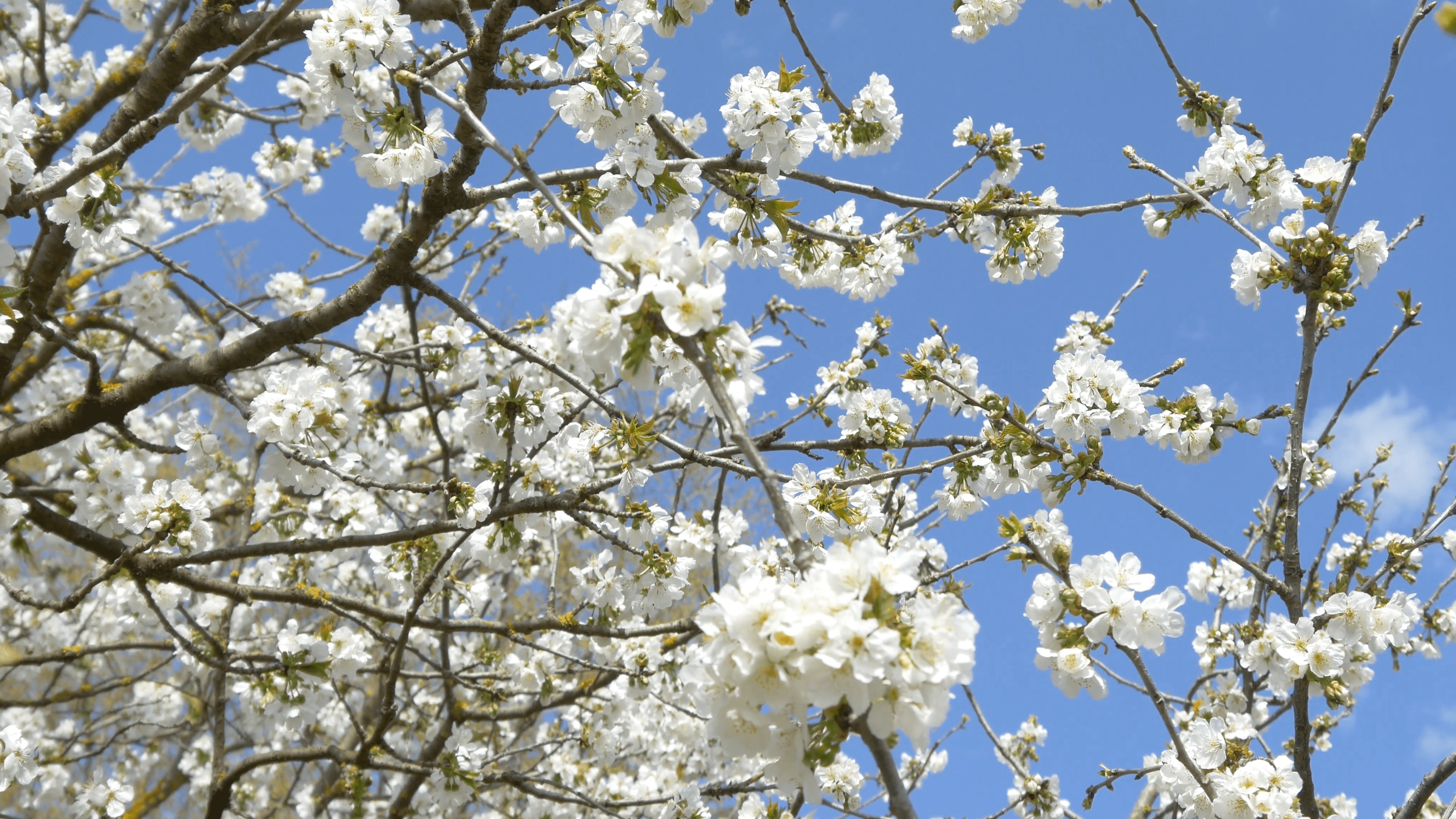Free photo Blue Springtime Blossom Blooming, Springtime, Spring