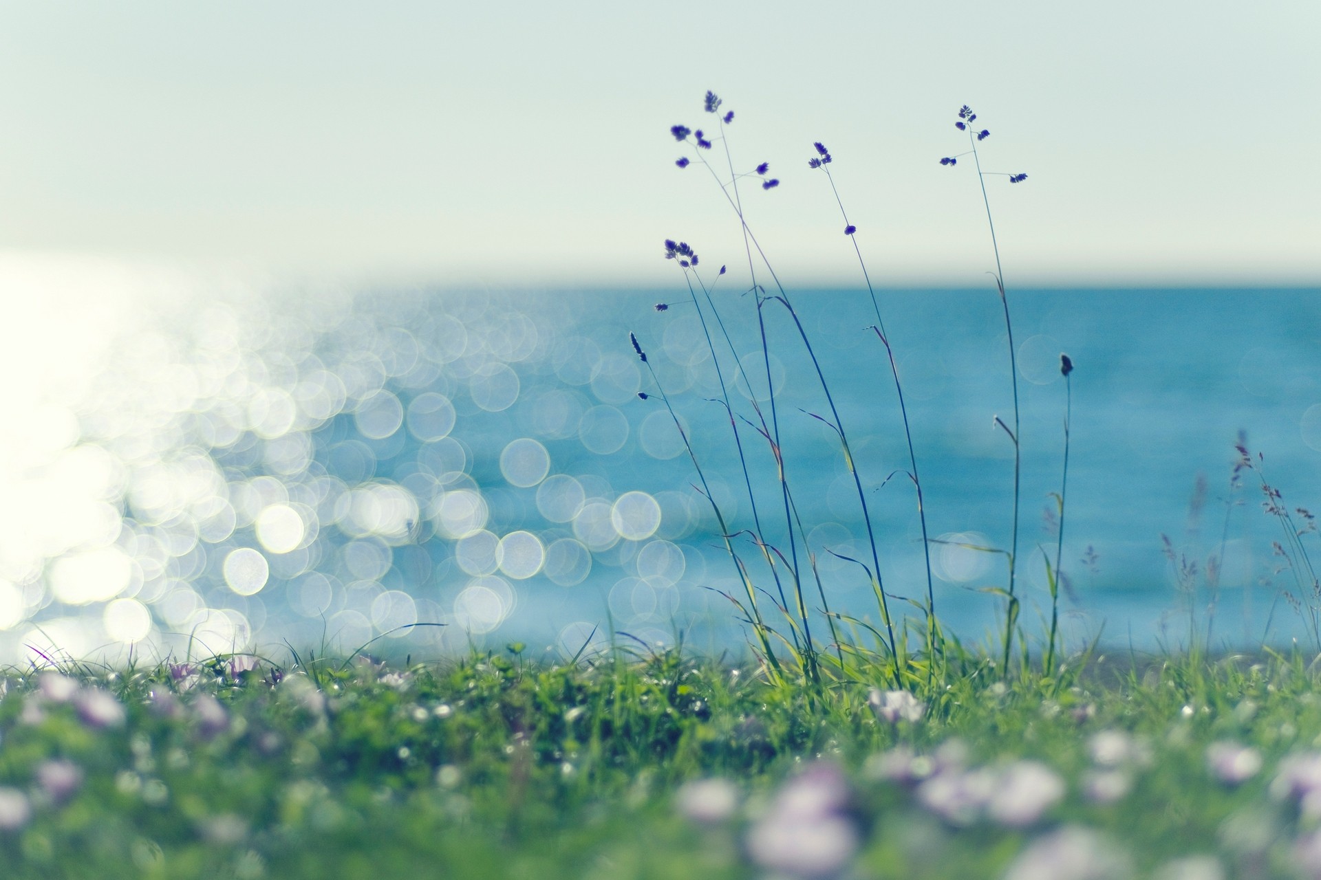 Free photo Breeze Grass, Nature, Outdoors Free Download Jooinn