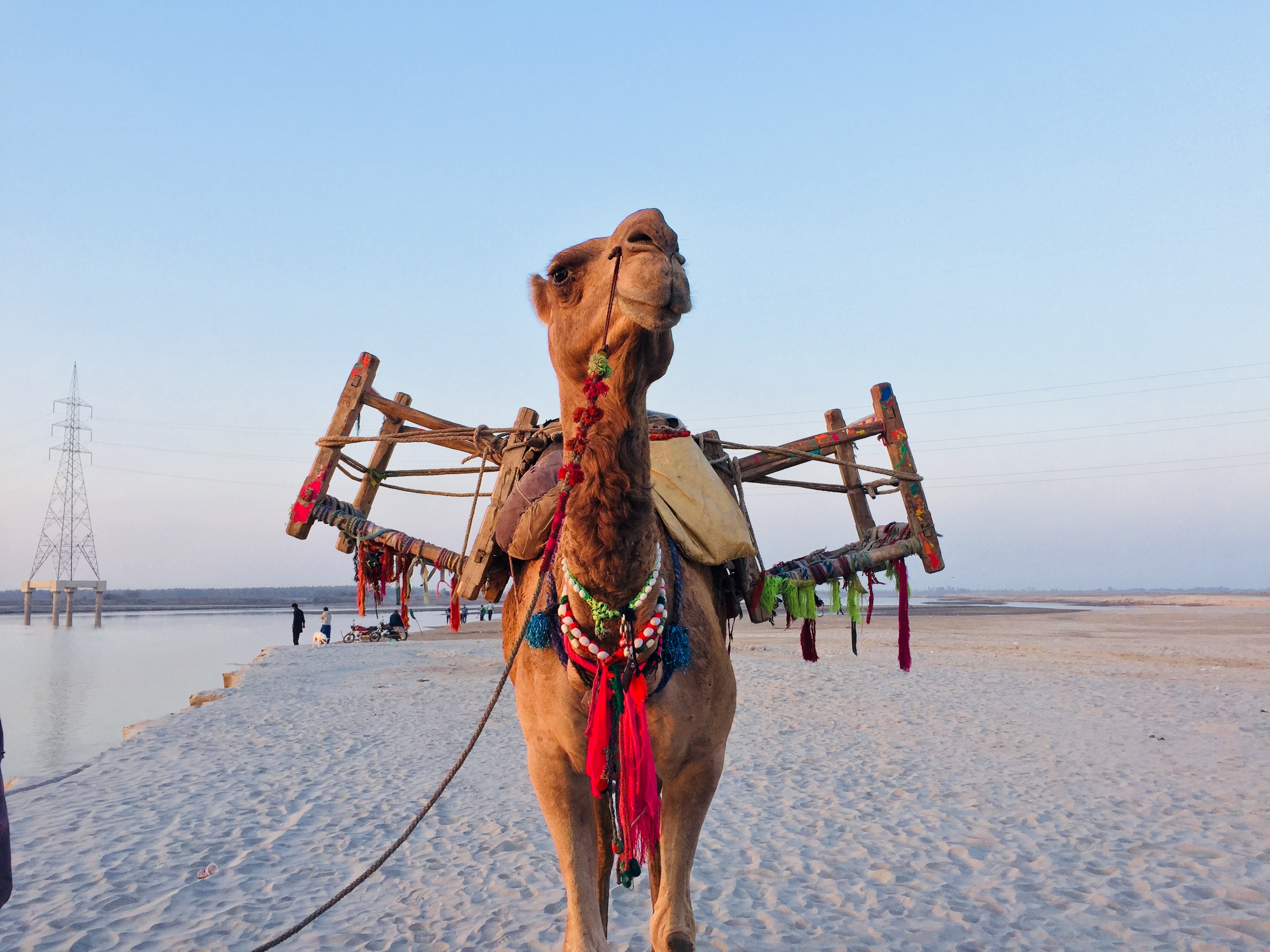 Free photo Brown Camel Animal, Large, Wild Free Download Jooinn