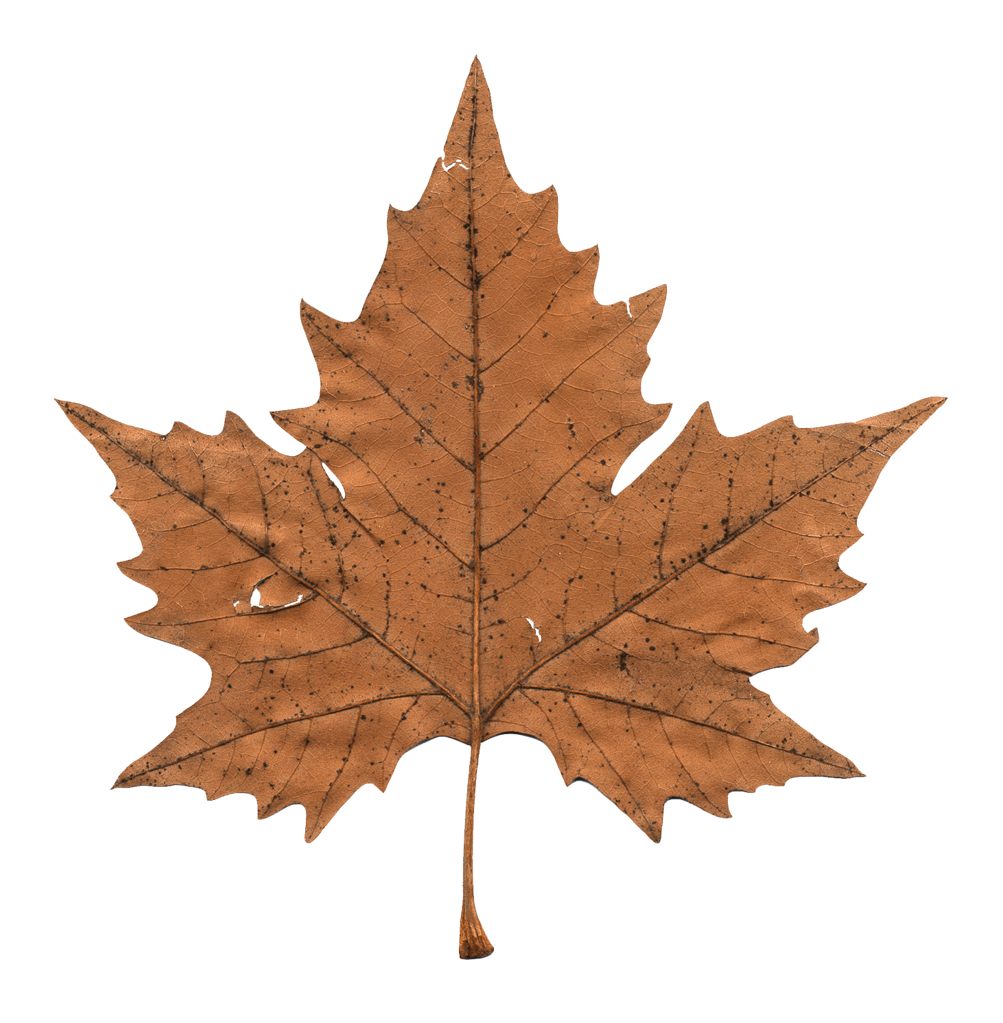 Free photo Brown Leaf Backlit, Brown, Dim Free Download Jooinn