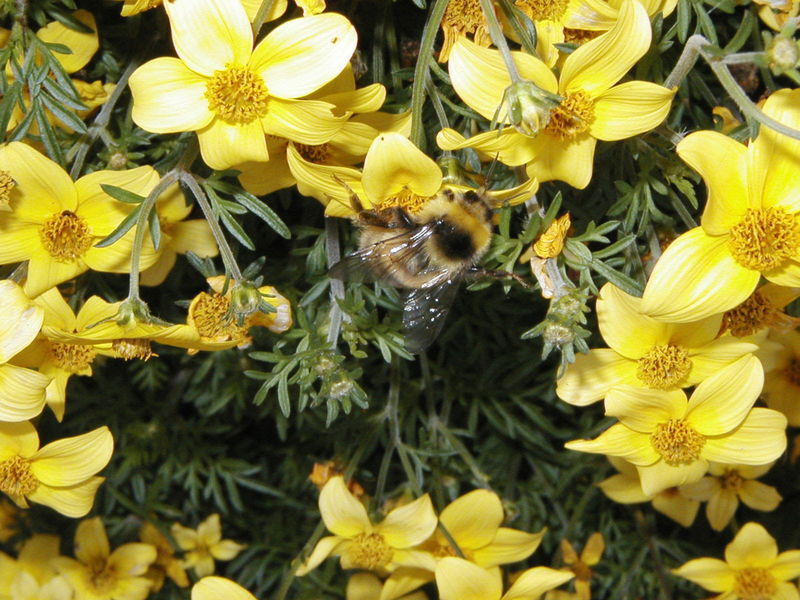 Free photo Bumblebee Feeding, Flower, Fly Free Download Jooinn