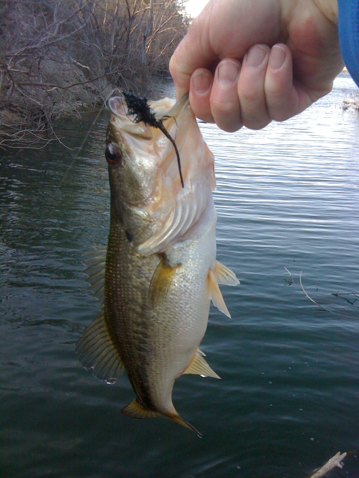 Free photo Catching Fish Catch, Fish, Fishing Free Download Jooinn
