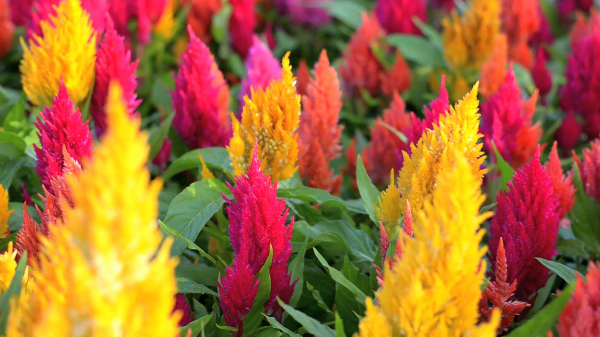 Free photo Celosia Argentea Blooming, Flower, Fragrance
