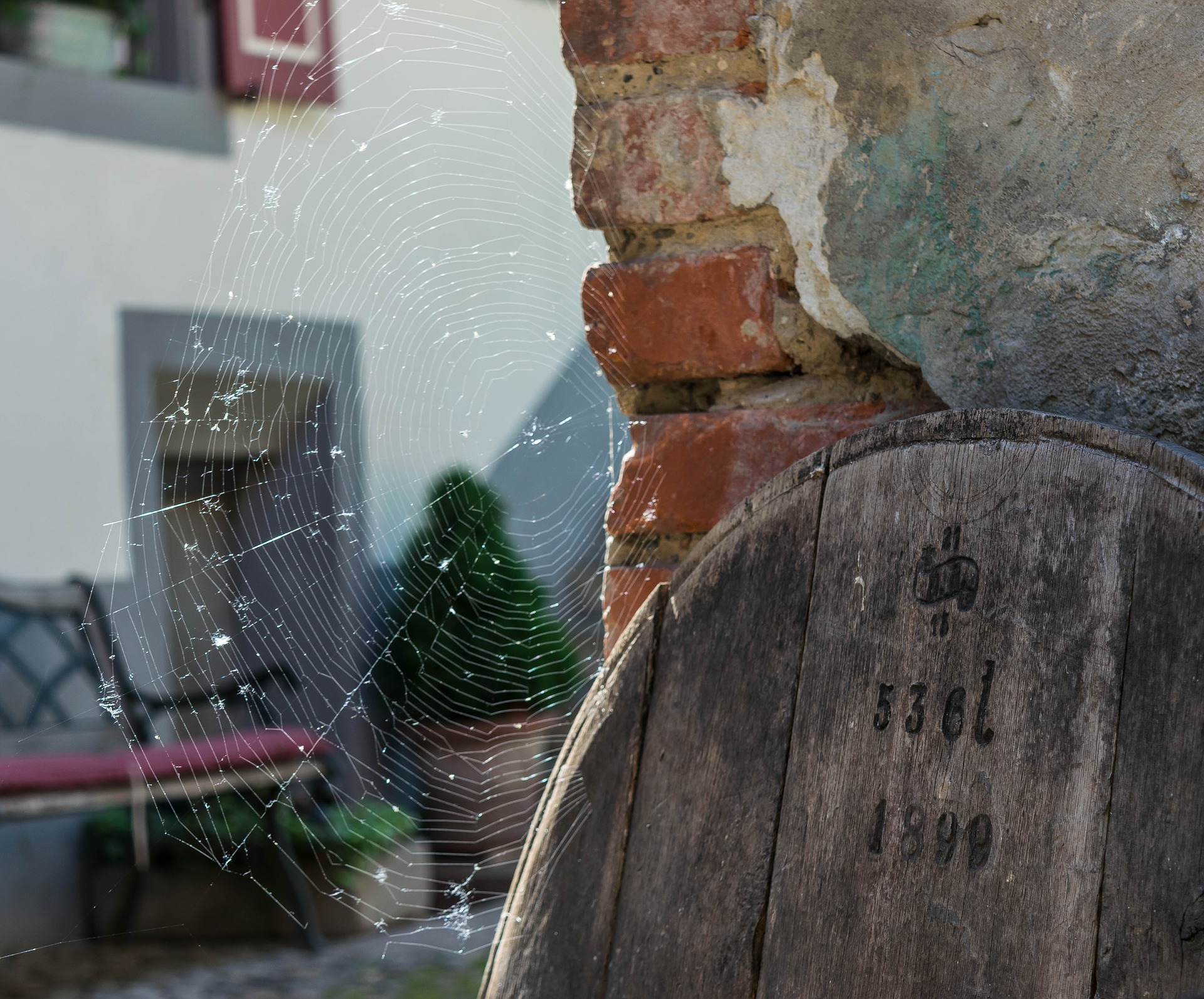 Free photo Cob  Cob, Cobweb, Design Free Download Jooinn