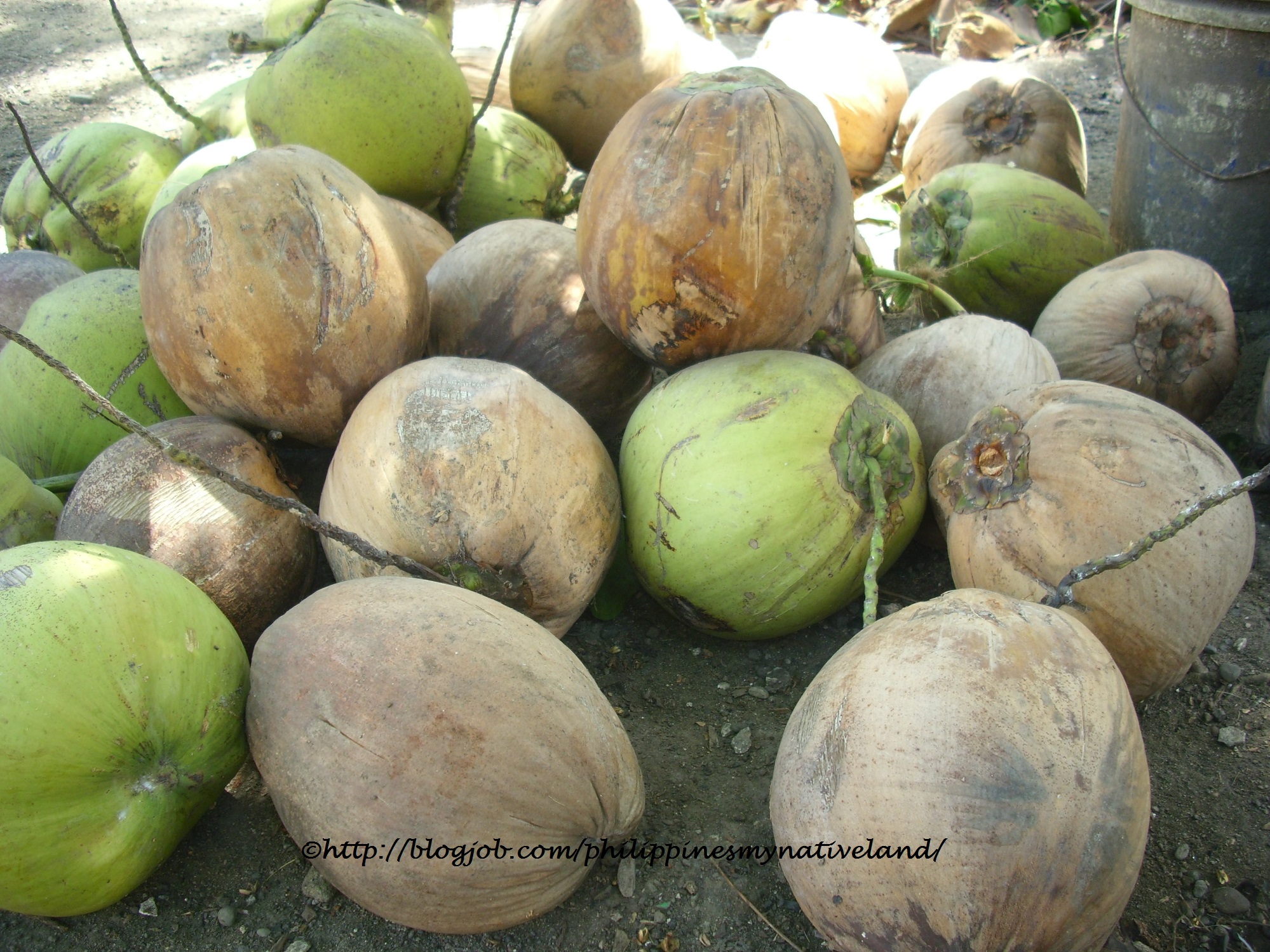 Free photo Coconut Fruit Coconut, Fruit, Tree Free Download Jooinn