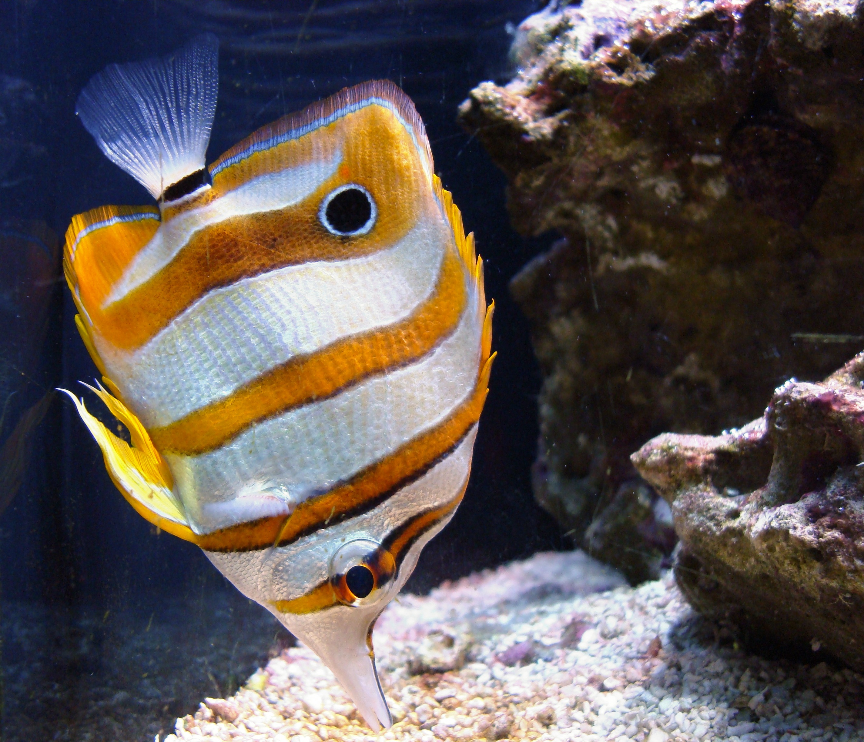 Free photo Copperband Butterflyfish Animal, Fish, Nature Free Download Jooinn