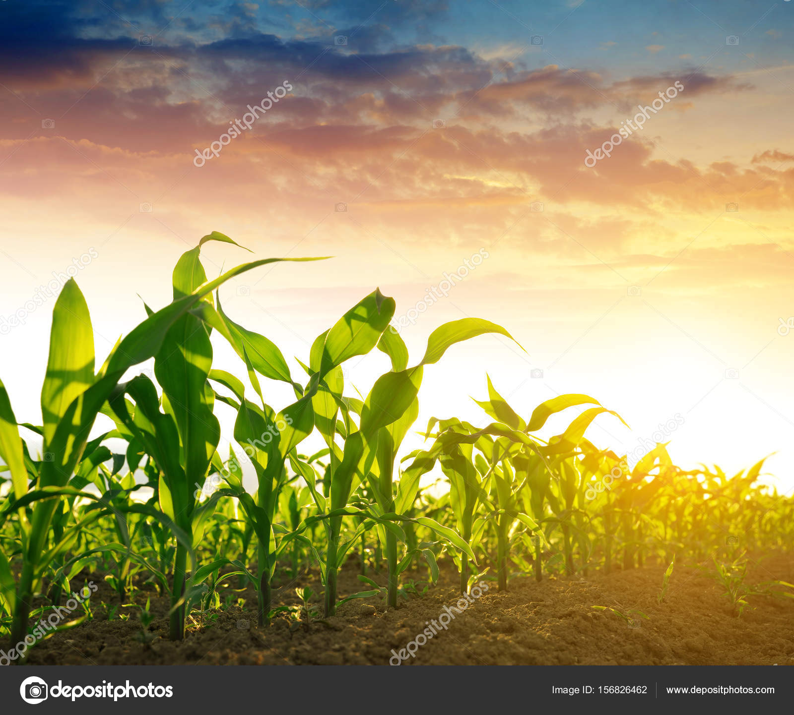 Free photo Corn Field Corn, Crops, Dry Free Download Jooinn