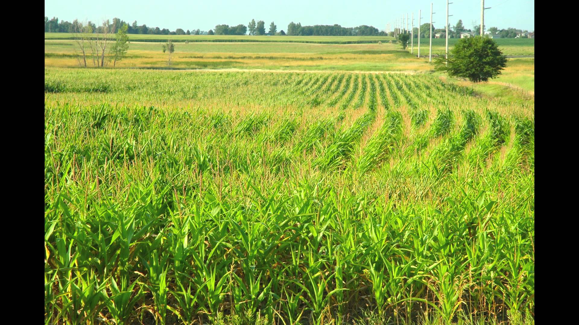 Free photo Corn Field Corn, Crops, Dry Free Download Jooinn