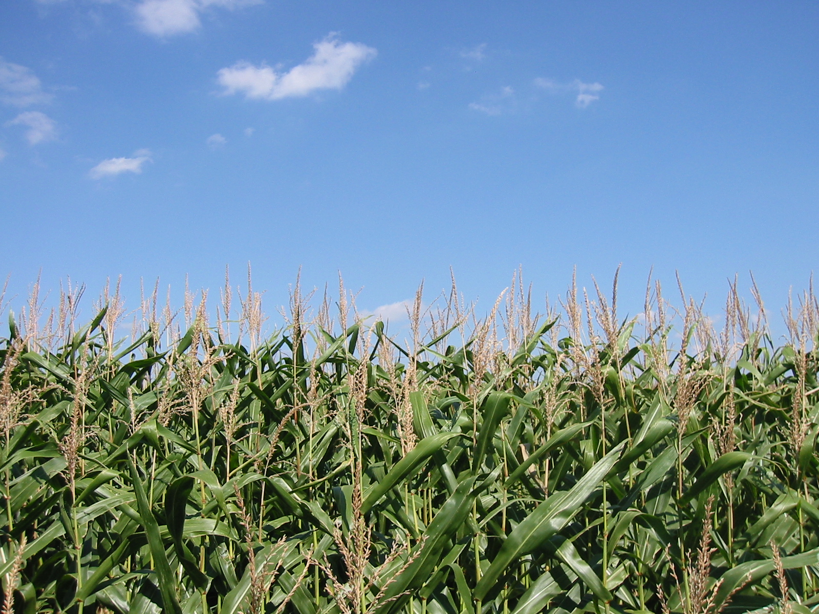 Free photo Corn Field Corn, Crop, Drought Free Download Jooinn