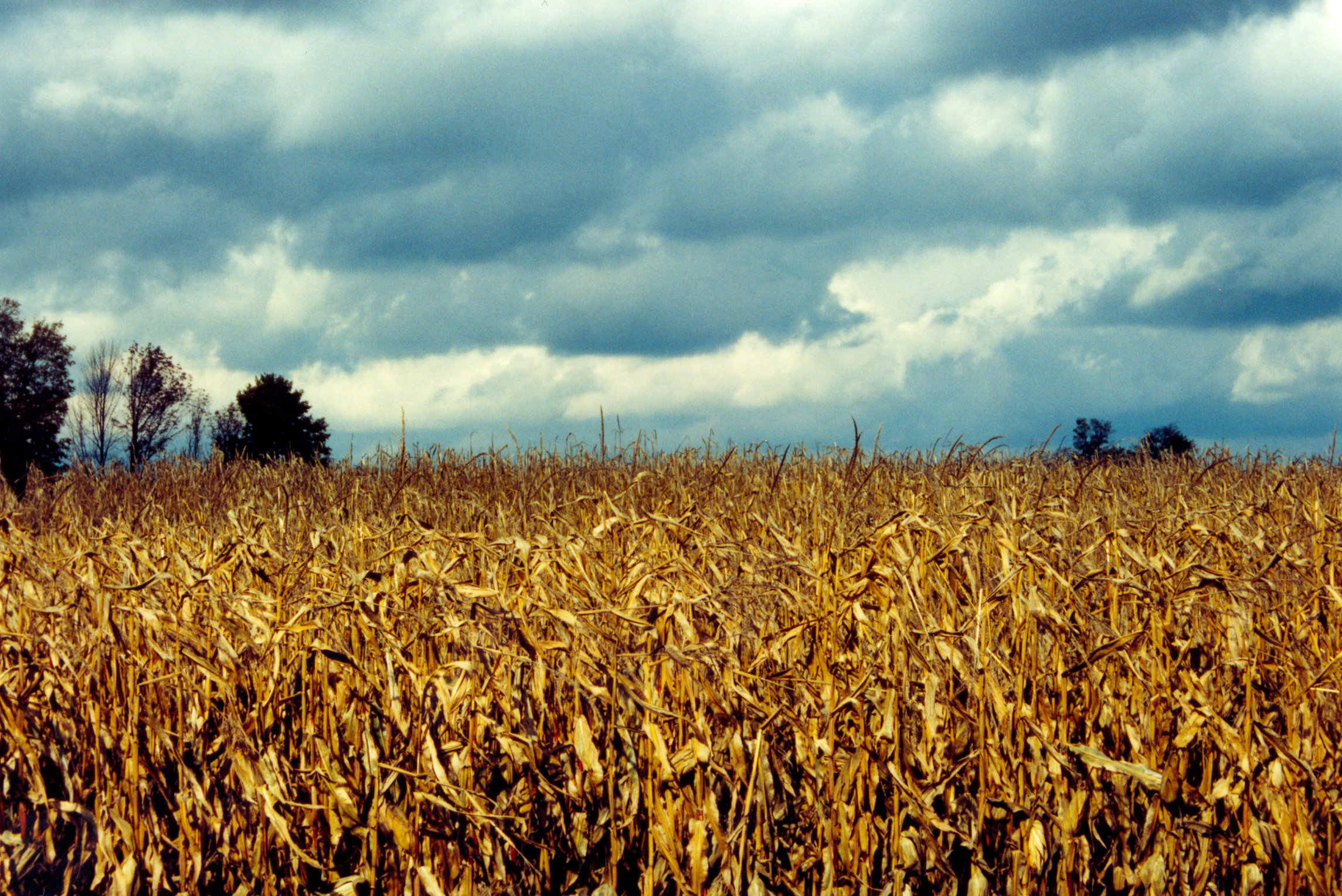 Free photo Corn Field Corn, Crop, Drought Free Download Jooinn