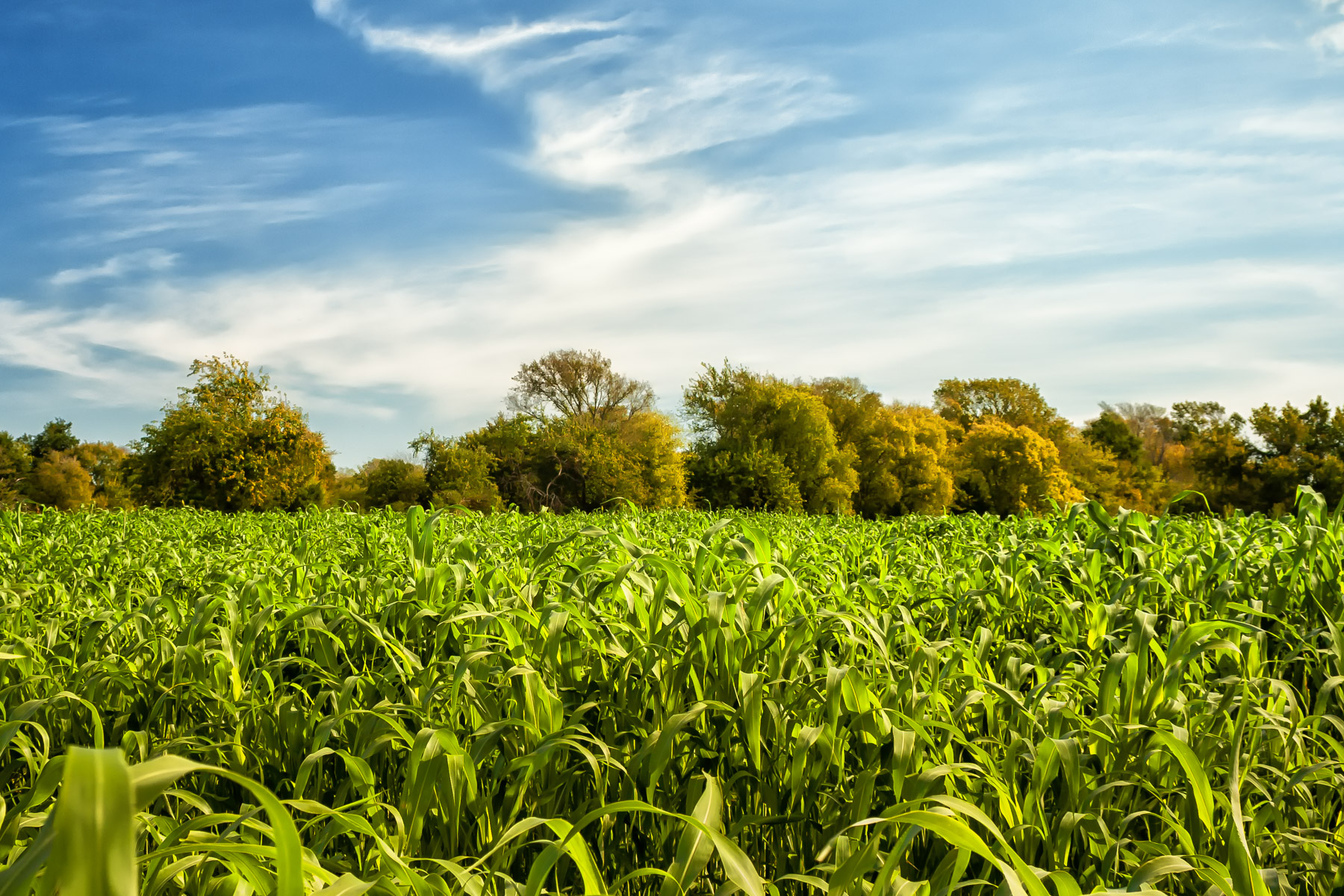 Free photo Corn field Corn, Crops, Field Free Download Jooinn