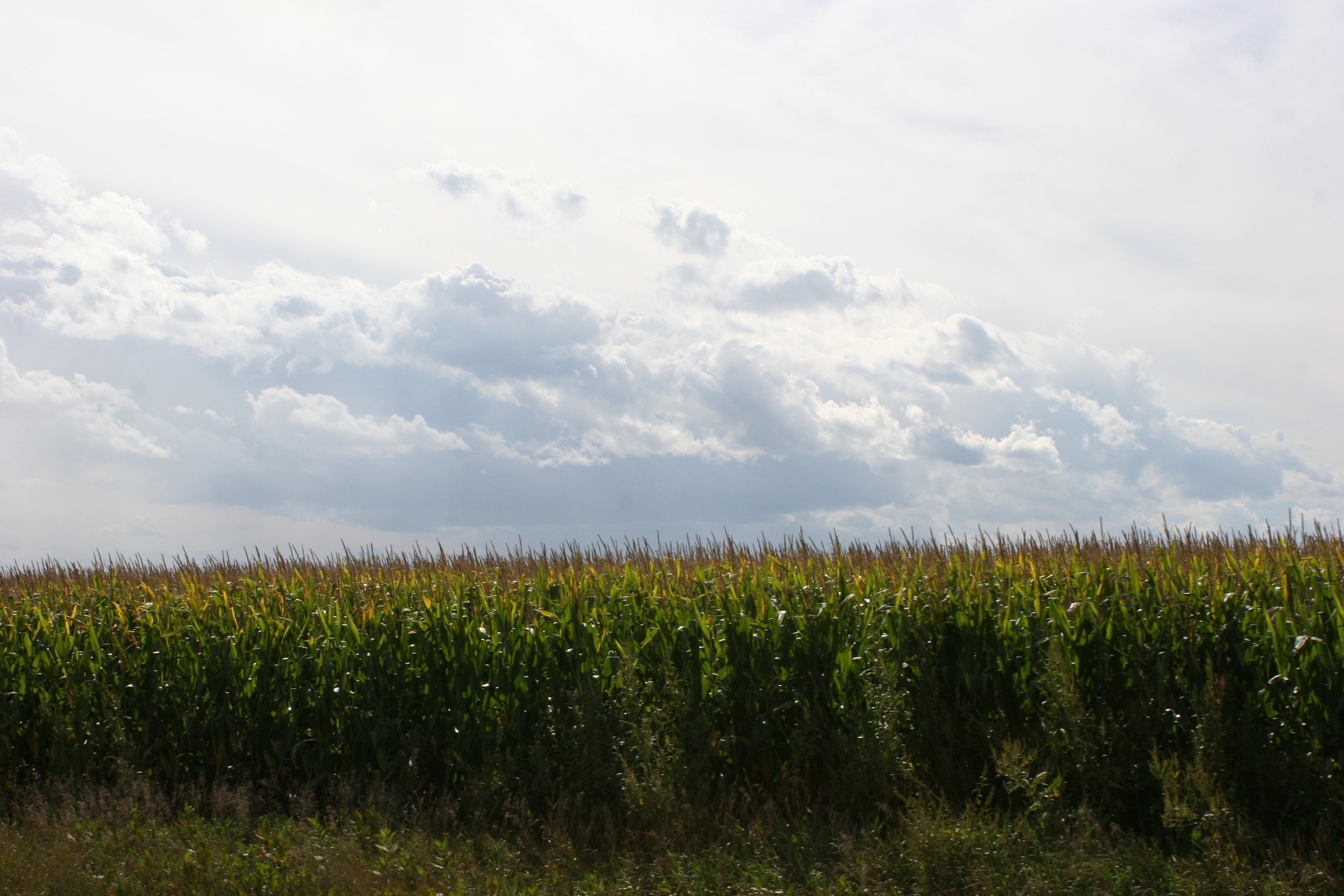 Free photo Corn Field Corn, Crops, Dry Free Download Jooinn