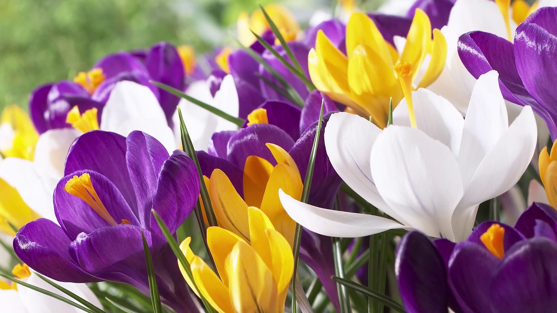 Free photo Crocus Flower Bloom, Blooming, Botanical Free Download Jooinn