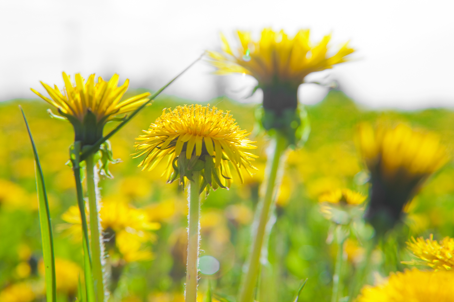 Free photo Dandelions Yellow, Nature, Wildflower Free Download